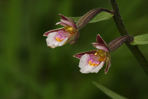 Epipactis palustris